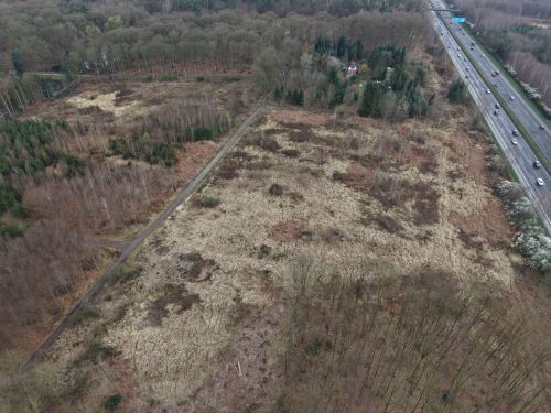 Rodungsfläche 10