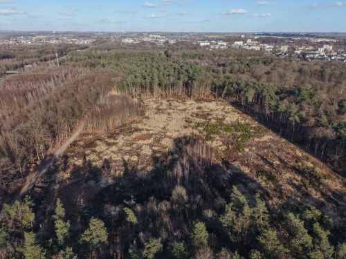 Bürgerbusch Rodungsfläche 9