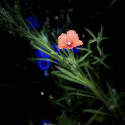 Blumenbeet Garten 2