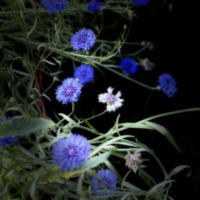 Blumenbeet Garten 1