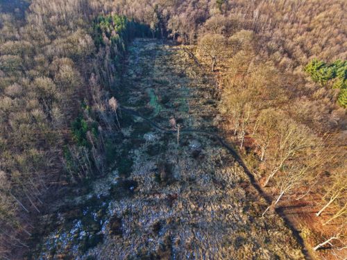 Bürgerbusch Rodungsfläche 5