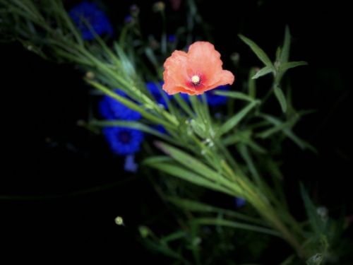 Blumenbeet Garten 2