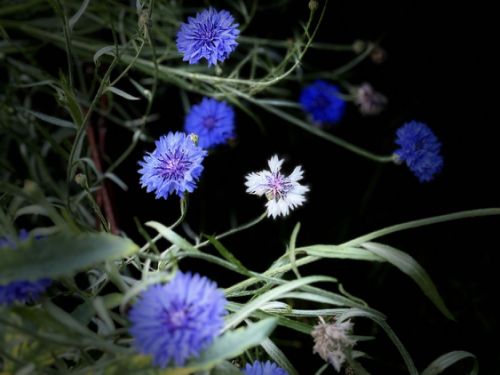 Blumenbeet Garten 1