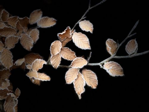 Buchenblätter