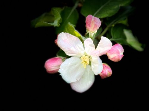 Apfelblüte