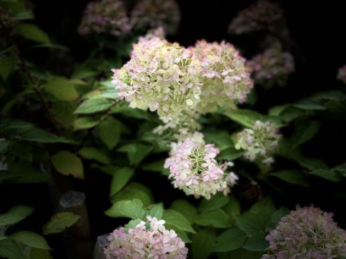 Rispenhortensie