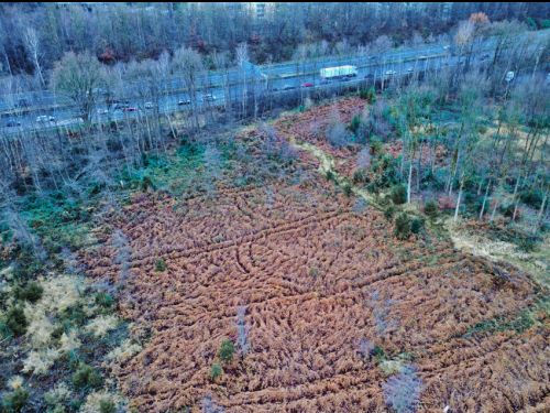 Bürgerbusch Rodungsfläche 1