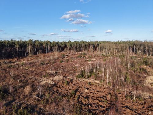 Bürgerbusch Rodungsfläche 8