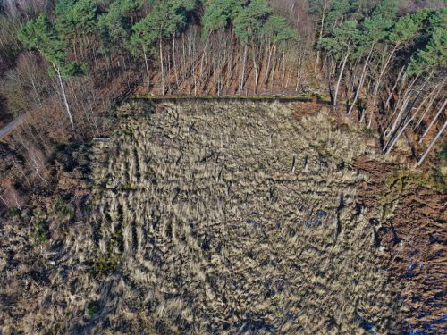 Bürgerbusch Rodungsfläche 6