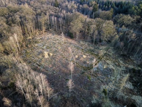 Bürgerbusch Rodungsfläche 4