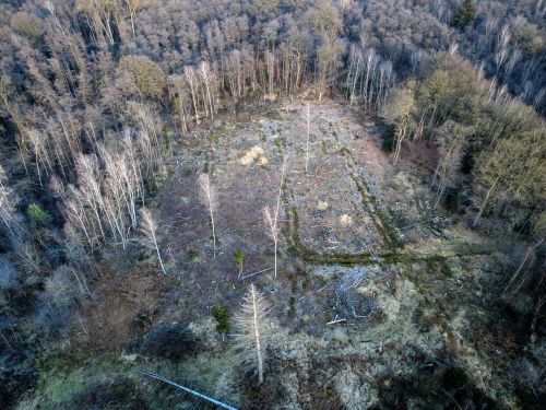 Bürgerbusch Rodungsfläche 4